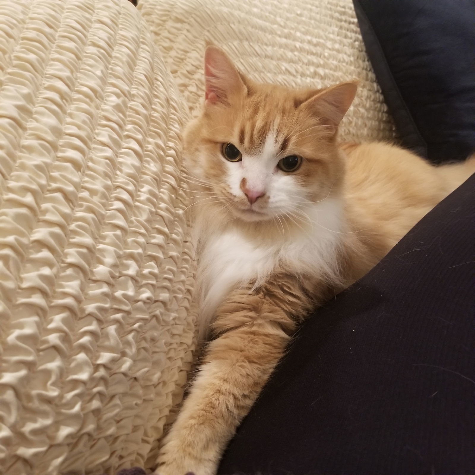 Simba, an adoptable Domestic Medium Hair in Chandler, AZ, 85224 | Photo Image 3