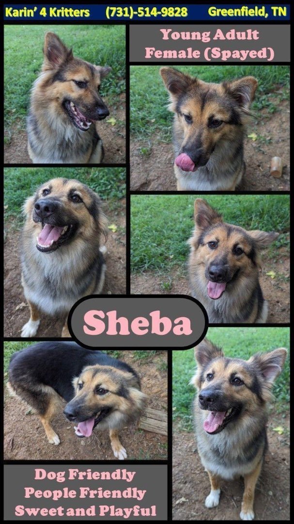 Sheba, an adoptable Shepherd Mix in Greenfield, TN_image-1