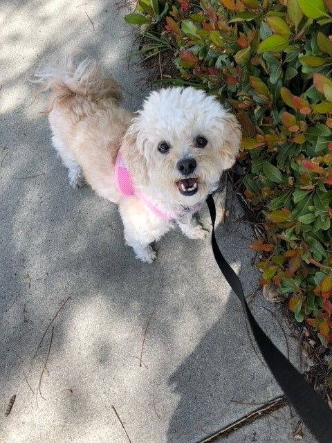 Millie , an adoptable Poodle & Havanese Mix in Lake Forest, CA_image-1