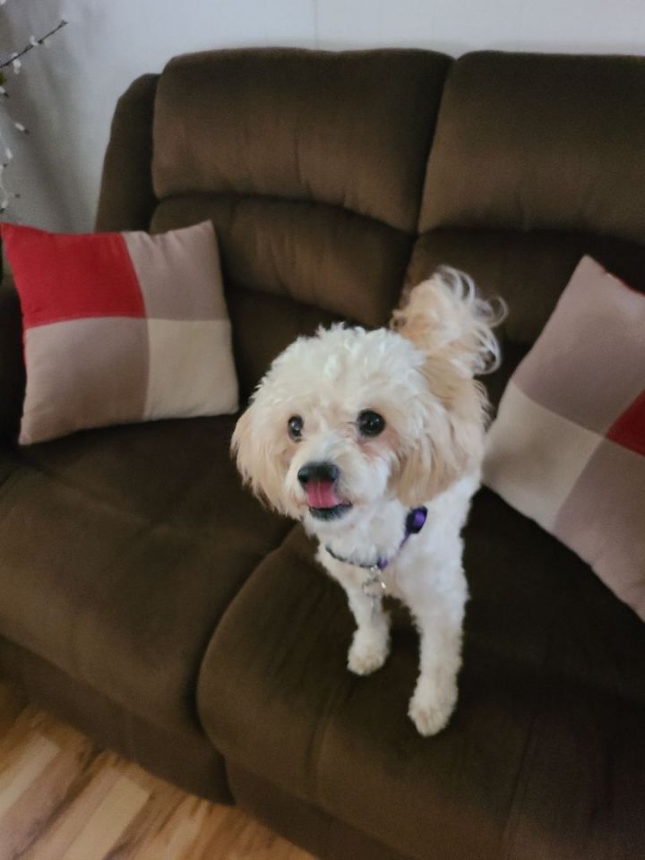 Millie , an adoptable Poodle & Havanese Mix in Lake Forest, CA_image-3
