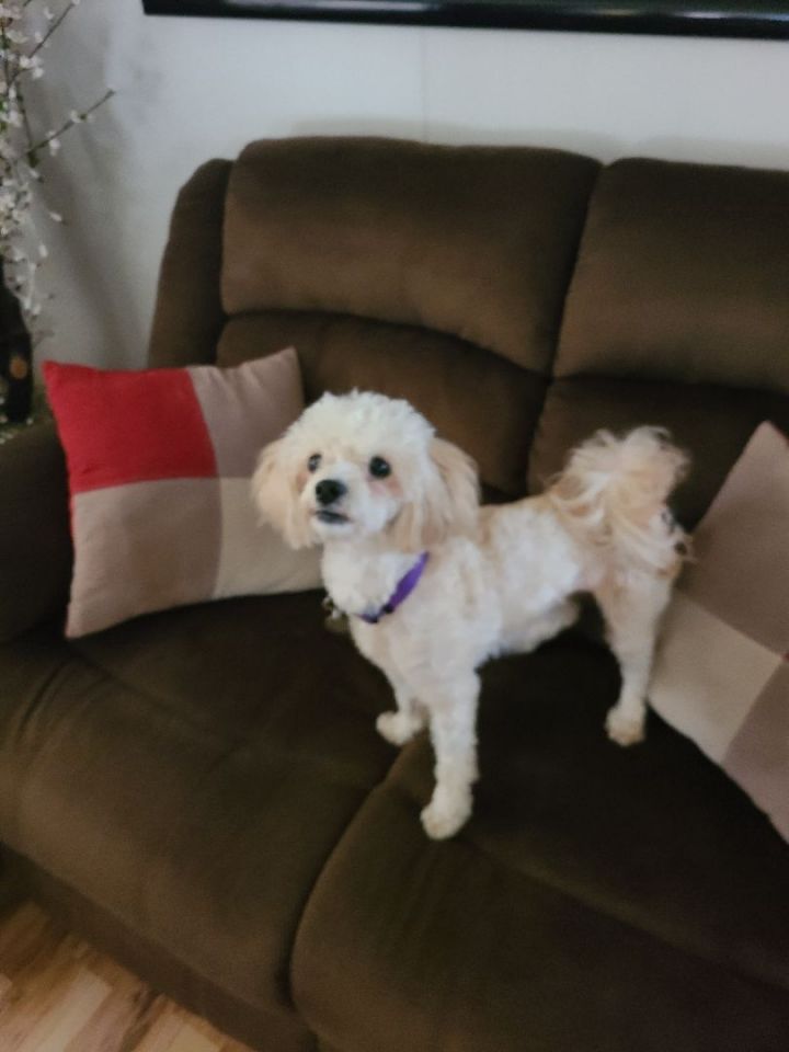 Millie , an adoptable Poodle & Havanese Mix in Lake Forest, CA_image-4