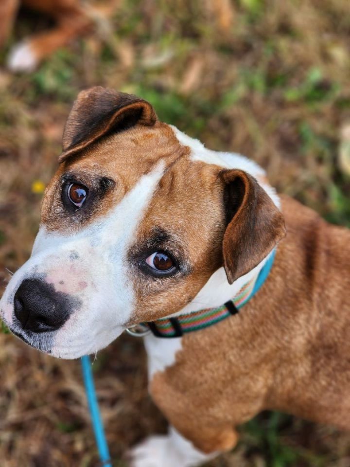 Arizona, an adoptable Boxer & Pit Bull Terrier Mix in Lakewood, WA_image-1