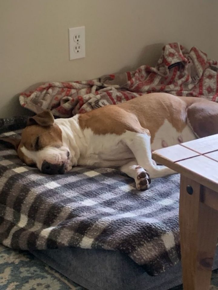 Arizona, an adoptable Boxer & Pit Bull Terrier Mix in Lakewood, WA_image-3