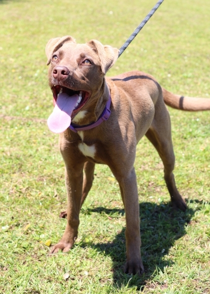 Daisy, an adoptable Terrier & Retriever Mix in Parsippany, NJ_image-3