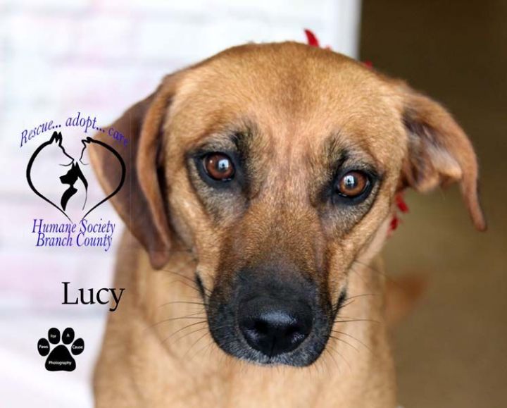 Lucy--SEE VIDEO--IN TRAINING, an adoptable Labrador Retriever & Shepherd Mix in Quincy, MI_image-1