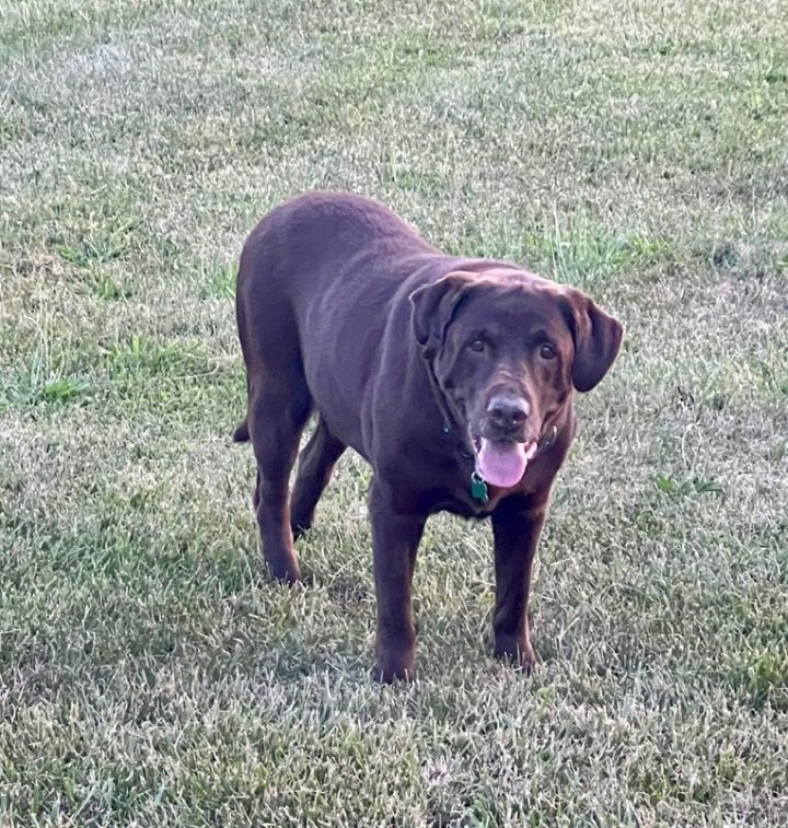 Harley - I'm a senior, an adoptable Chocolate Labrador Retriever in Highland, MD_image-4