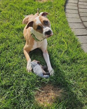 Cookie, Adult Female Pit Bull Terrier