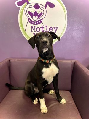 Royce in NH! Adoption Fee Sponsored! 