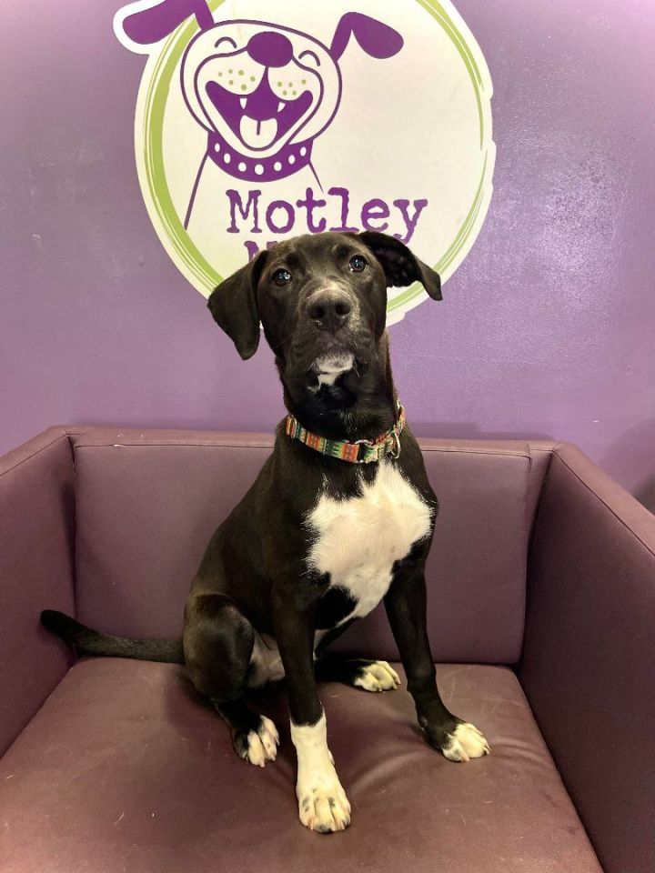 Royce in NH! Adoption Fee Sponsored!  1