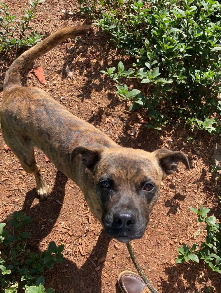 Catahoula leopard dog boxer sales mix