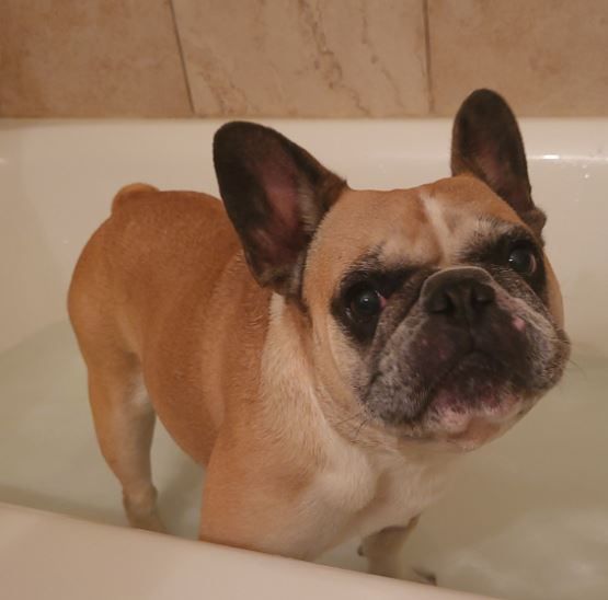 Maudie, an adoptable French Bulldog in Akron, IA_image-2