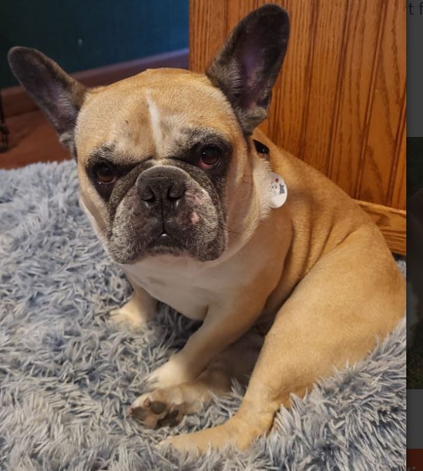 Maudie, an adoptable French Bulldog in Akron, IA_image-3