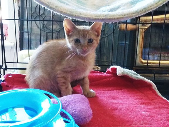 Gorgeous Kitten, an adoptable Domestic Short Hair in Orangevale, CA_image-2