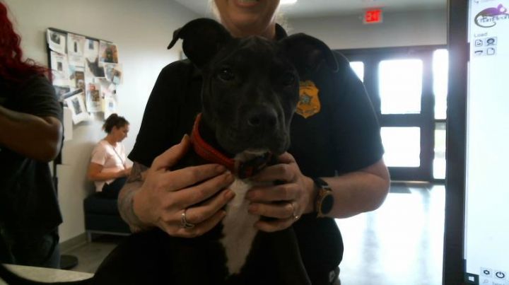 ONYX, an adoptable Pit Bull Terrier & Labrador Retriever Mix in Brunswick, GA_image-2