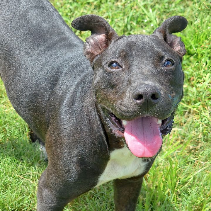 ONYX, an adoptable Pit Bull Terrier & Labrador Retriever Mix in Brunswick, GA_image-1