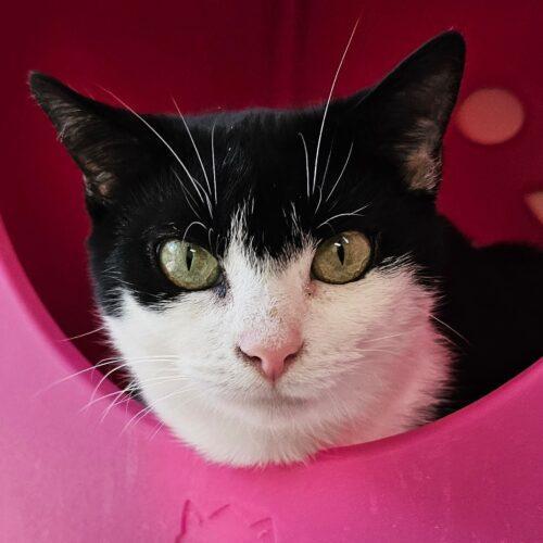 Susie, an adoptable Domestic Short Hair in Frankfort, KY_image-1