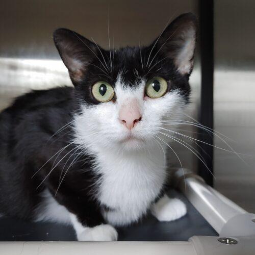 Susie, an adoptable Domestic Short Hair in Frankfort, KY_image-4