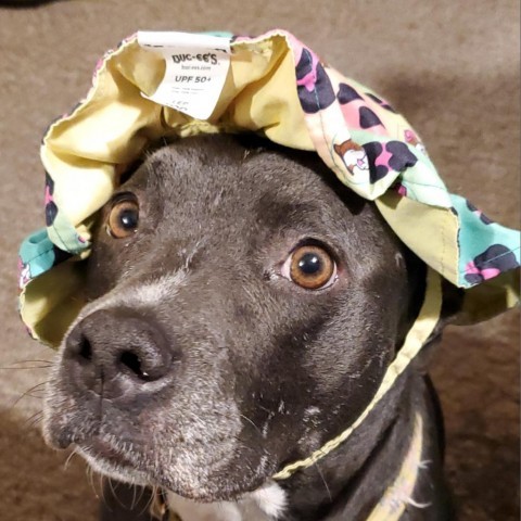 Baybee, an adoptable American Staffordshire Terrier Mix in Austin, TX_image-1