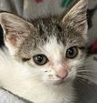 Catatonic, an adoptable Domestic Short Hair Mix in Portsmouth, OH_image-1