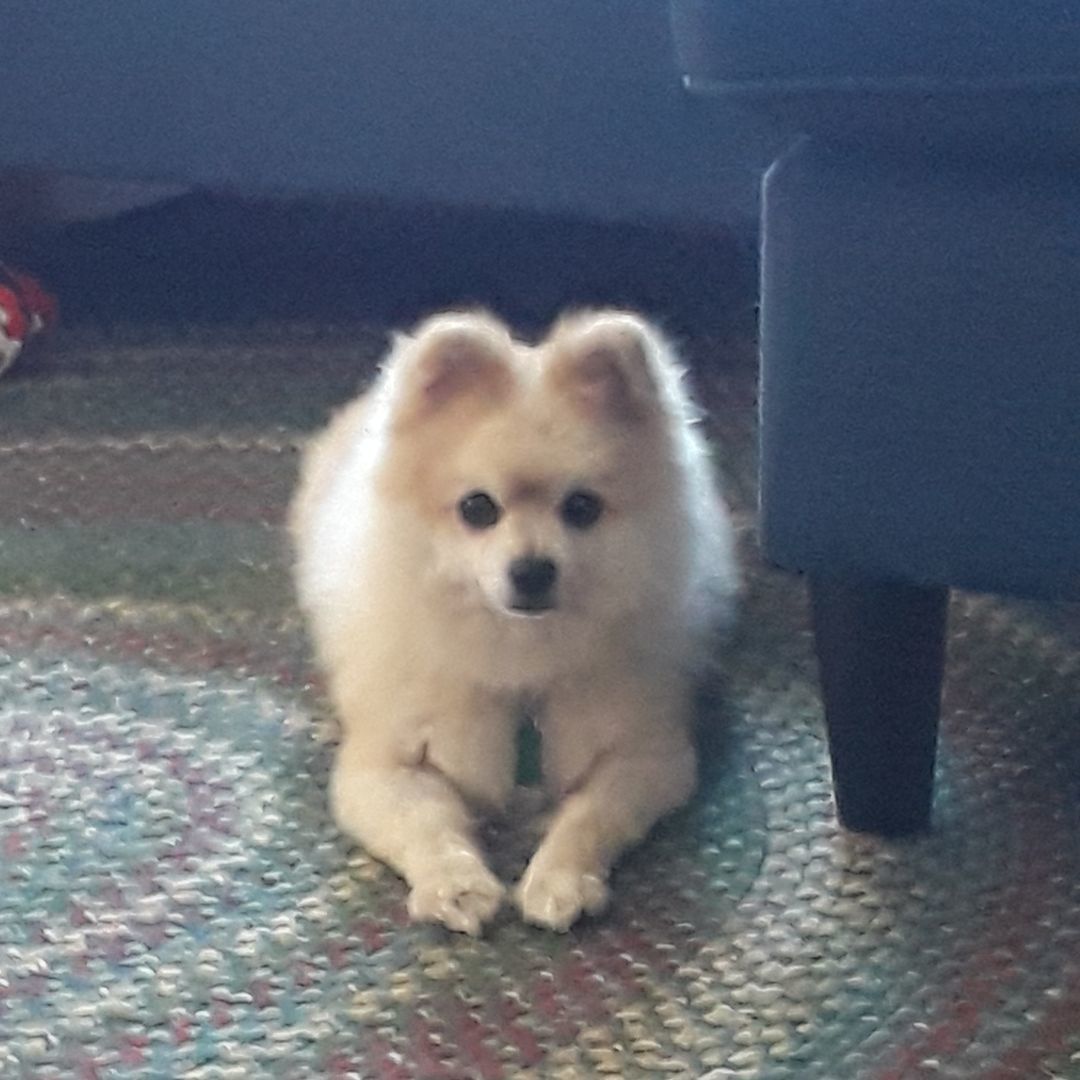 Ransom, an adoptable Pomeranian in Baldwin, MD, 21013 | Photo Image 2