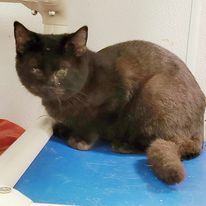Grasshopper, an adoptable Domestic Short Hair Mix in Portsmouth, OH_image-1