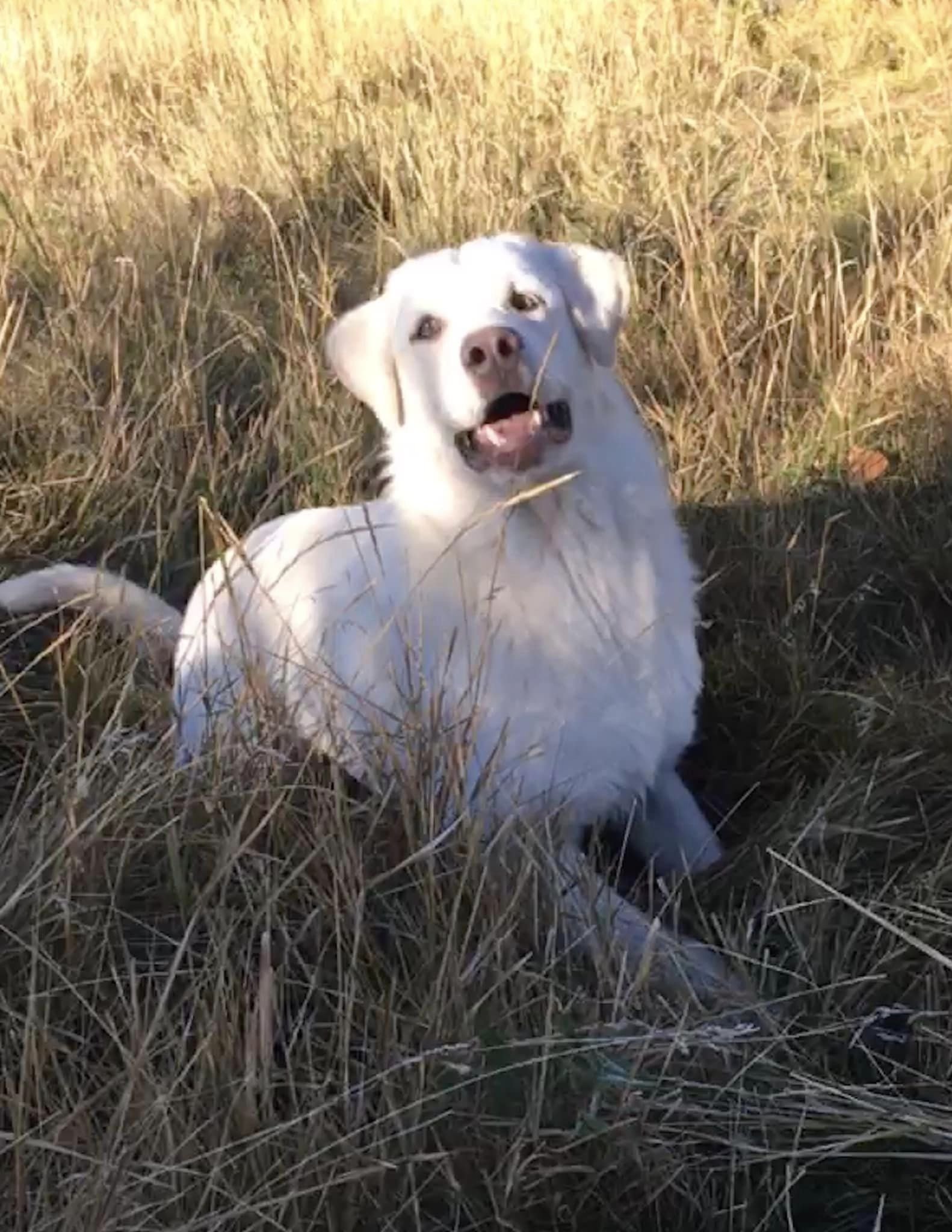 Shy Boy, an adoptable Great Pyrenees, Akbash in Salt Lake City, UT, 84171 | Photo Image 1