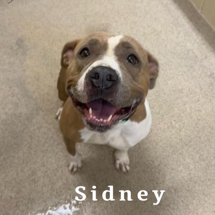 Sidney, an adoptable Staffordshire Bull Terrier Mix in Youngstown, OH_image-3