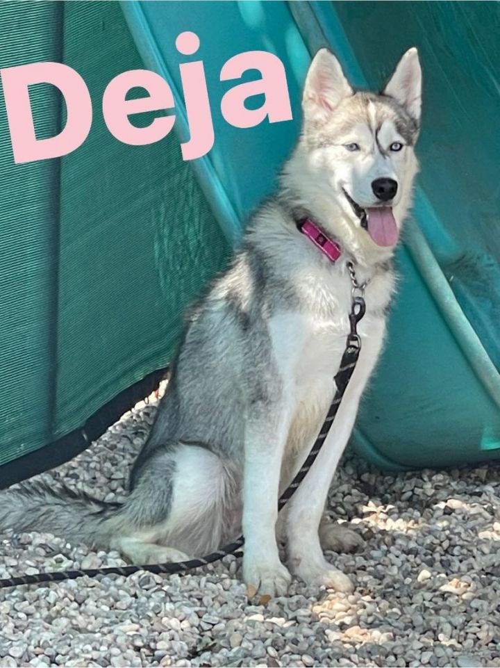Deja, an adoptable Siberian Husky in Medford, NY_image-2