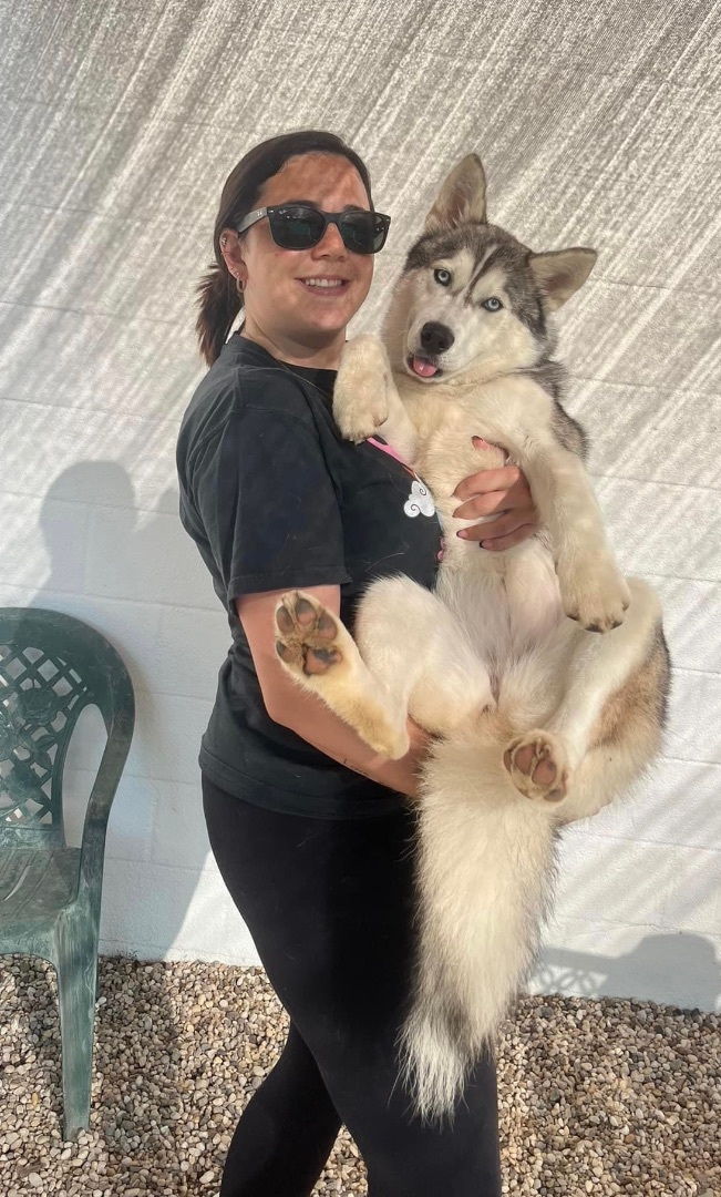 Deja, an adoptable Siberian Husky in Medford, NY_image-6