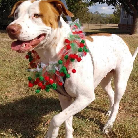 Heidi DJ*, an adoptable Pit Bull Terrier in Austin, TX_image-5