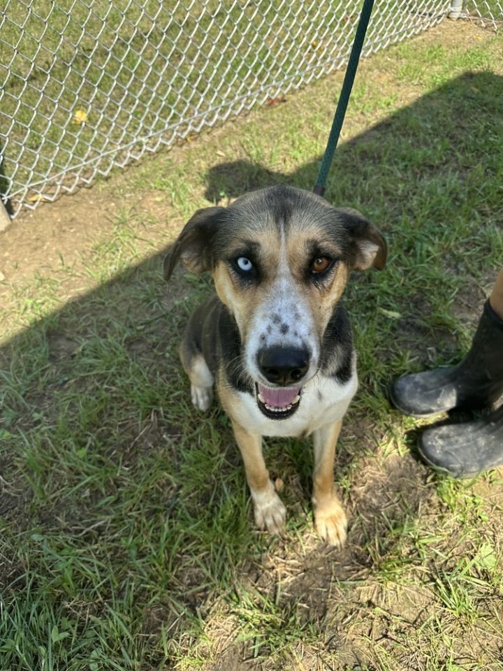 Jade, an adoptable German Shepherd Dog & Husky Mix in Hillsboro, OH_image-1