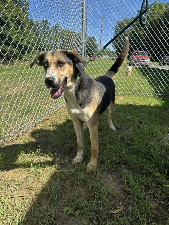 Dog for adoption Jade a German Shepherd Dog Husky Mix in