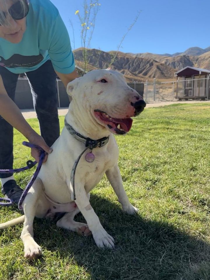 Buddy, an adoptable Bull Terrier in Palm Desert, CA_image-1