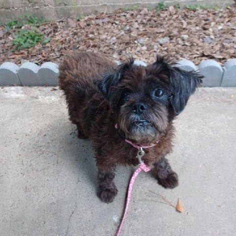 Millie, an adoptable Poodle in Houston, TX, 77006 | Photo Image 4