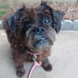 Millie is a sweet happy loving little dog since her surgery and getting on her meds She likes to