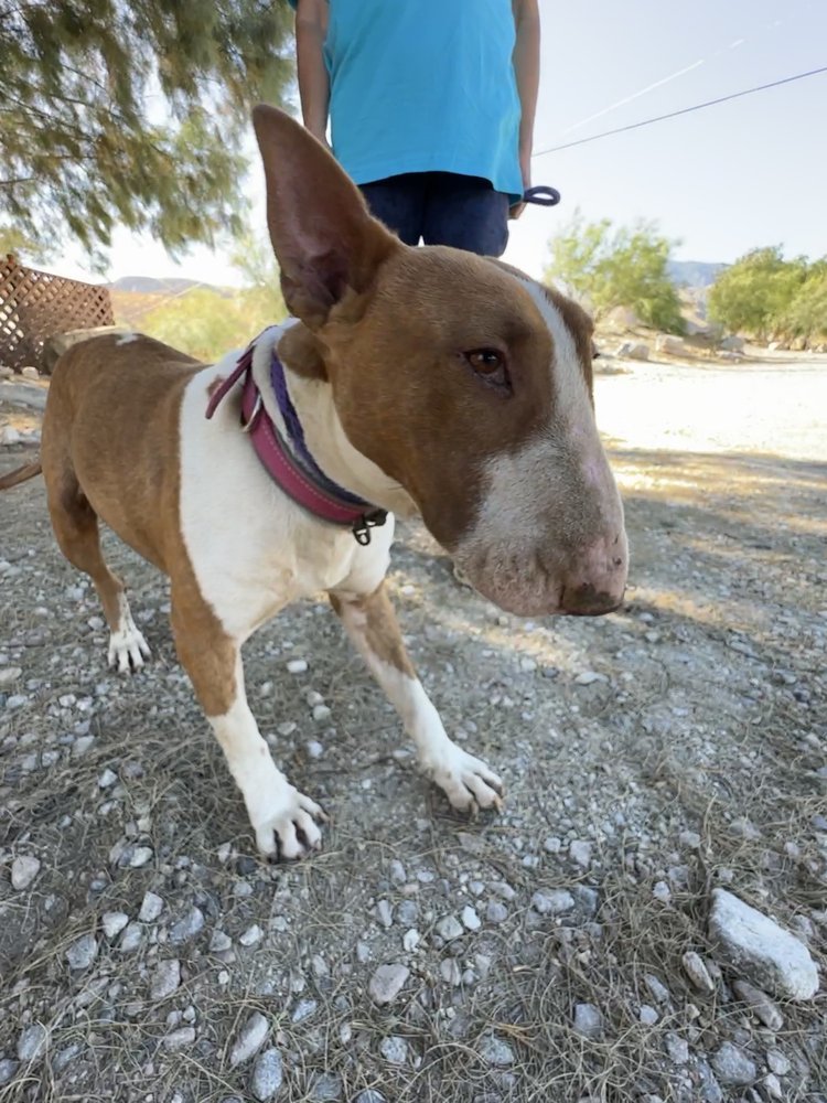 Chocolate 2024 bull terrier