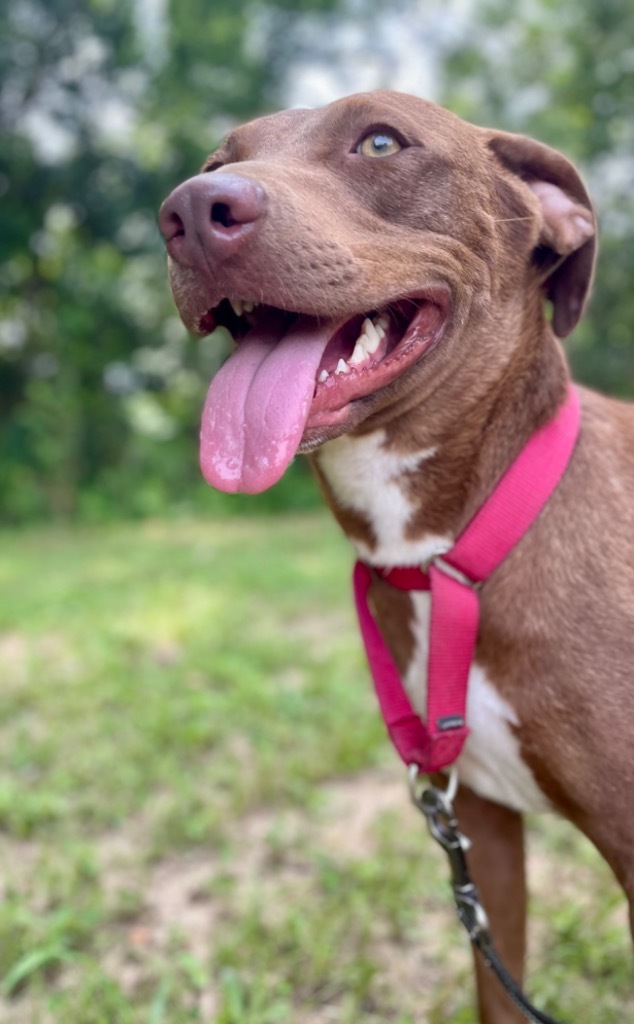 Sari, an adoptable Labrador Retriever, Mixed Breed in Saint Francisville, LA, 70775 | Photo Image 1