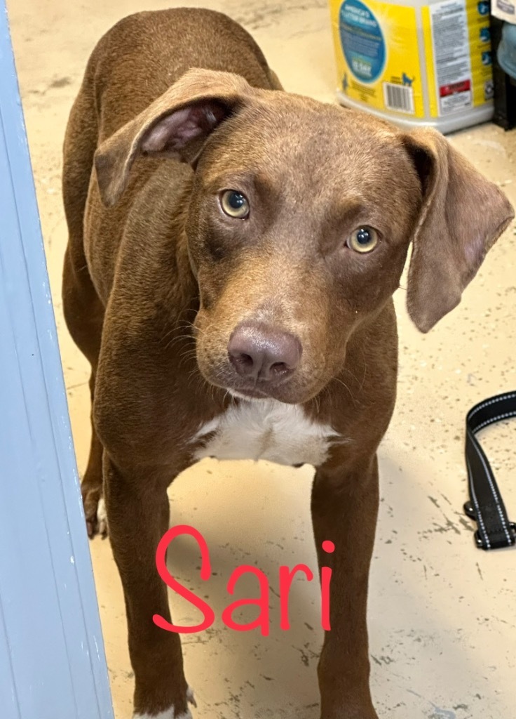 Sari, an adoptable Labrador Retriever, Mixed Breed in Saint Francisville, LA, 70775 | Photo Image 2