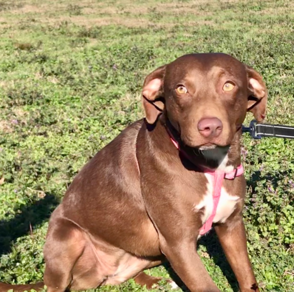 Sari, an adoptable Labrador Retriever, Mixed Breed in Saint Francisville, LA, 70775 | Photo Image 3