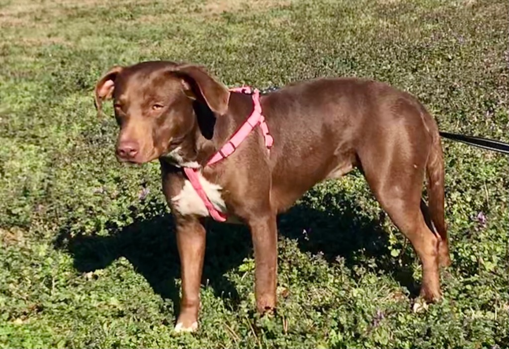 Sari, an adoptable Labrador Retriever, Mixed Breed in Saint Francisville, LA, 70775 | Photo Image 4