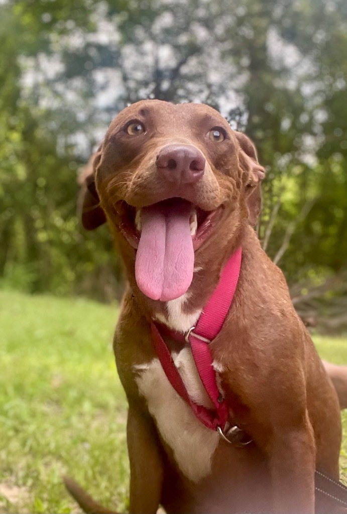 Sari, an adoptable Labrador Retriever, Mixed Breed in Saint Francisville, LA, 70775 | Photo Image 5