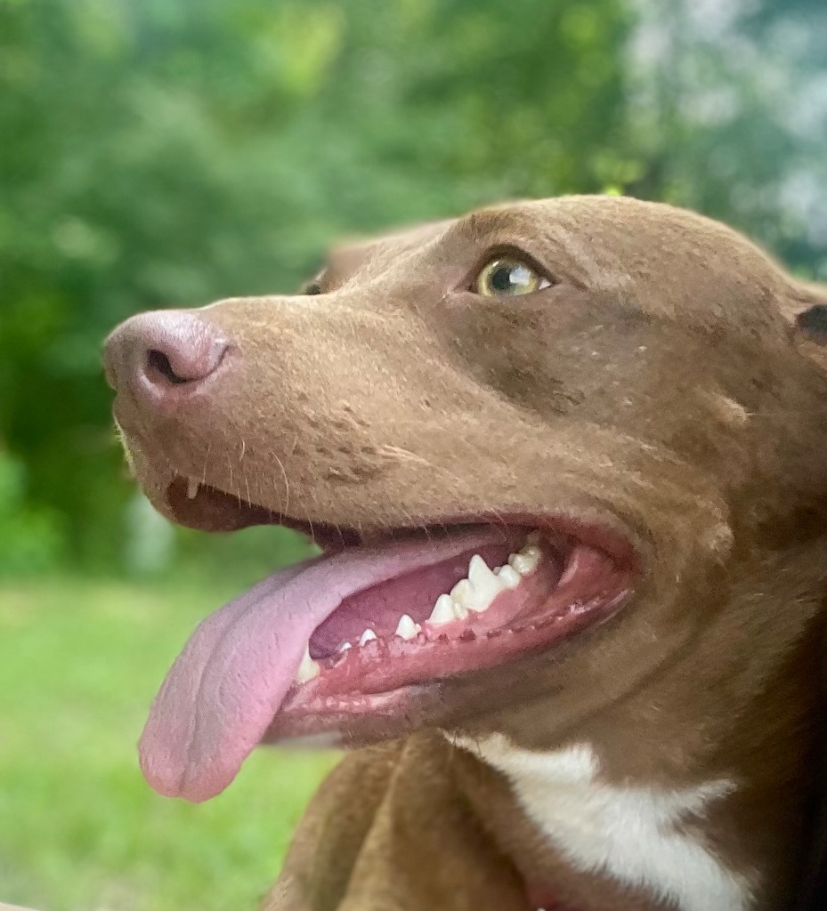 Sari, an adoptable Labrador Retriever, Mixed Breed in Saint Francisville, LA, 70775 | Photo Image 6