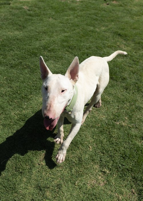 Bull terrier sale petfinder