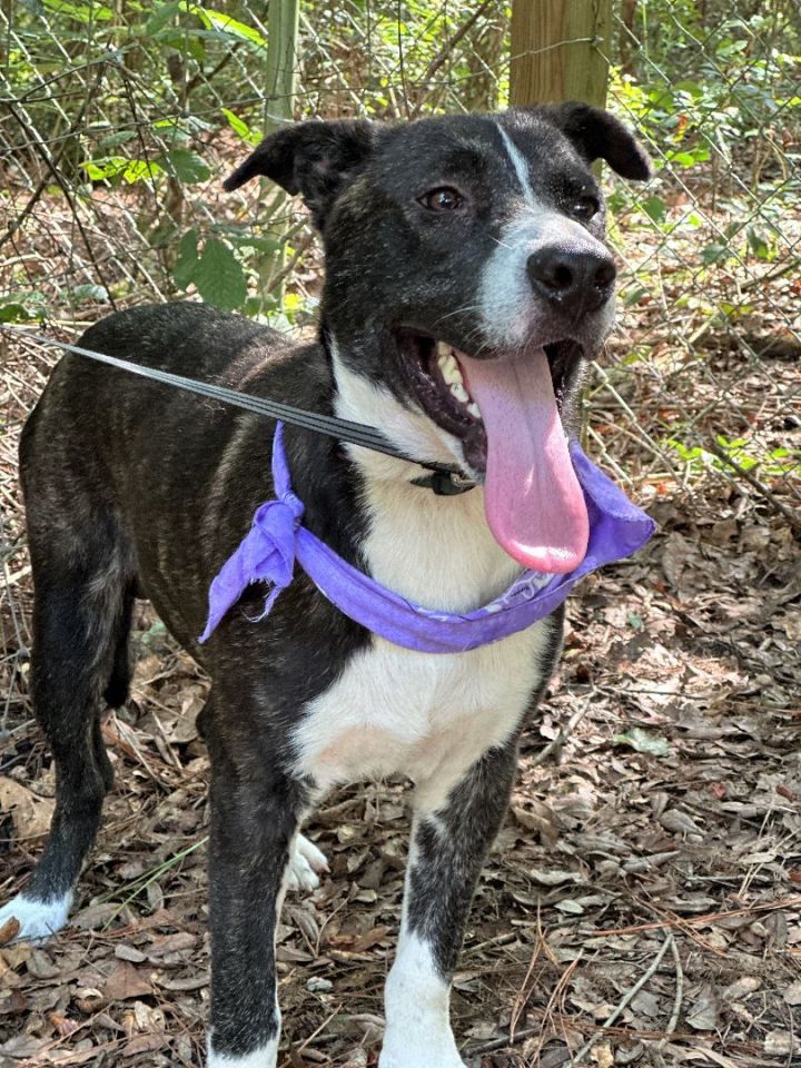 Mountain cur 2024 terrier mix