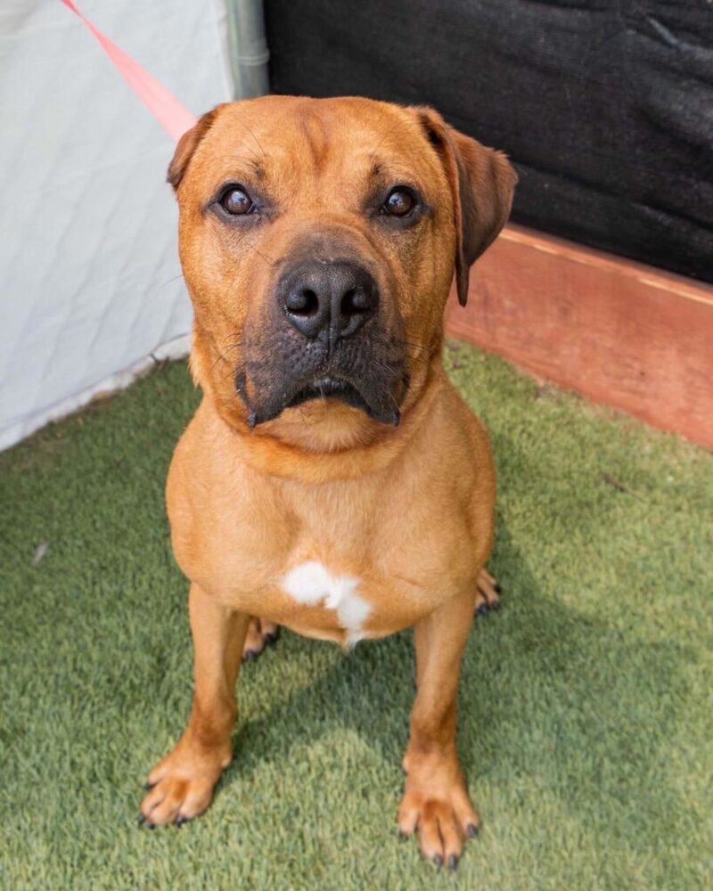 Hippo, an adoptable Bullmastiff in San Diego, CA, 92103 | Photo Image 1