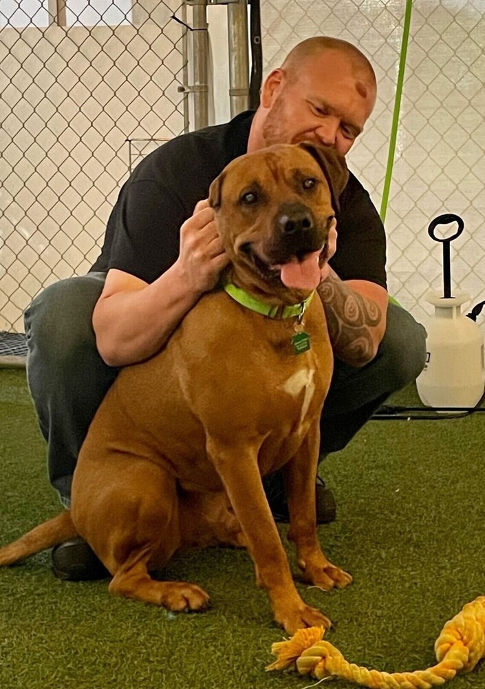 Hippo, an adoptable Bullmastiff in San Diego, CA, 92103 | Photo Image 2