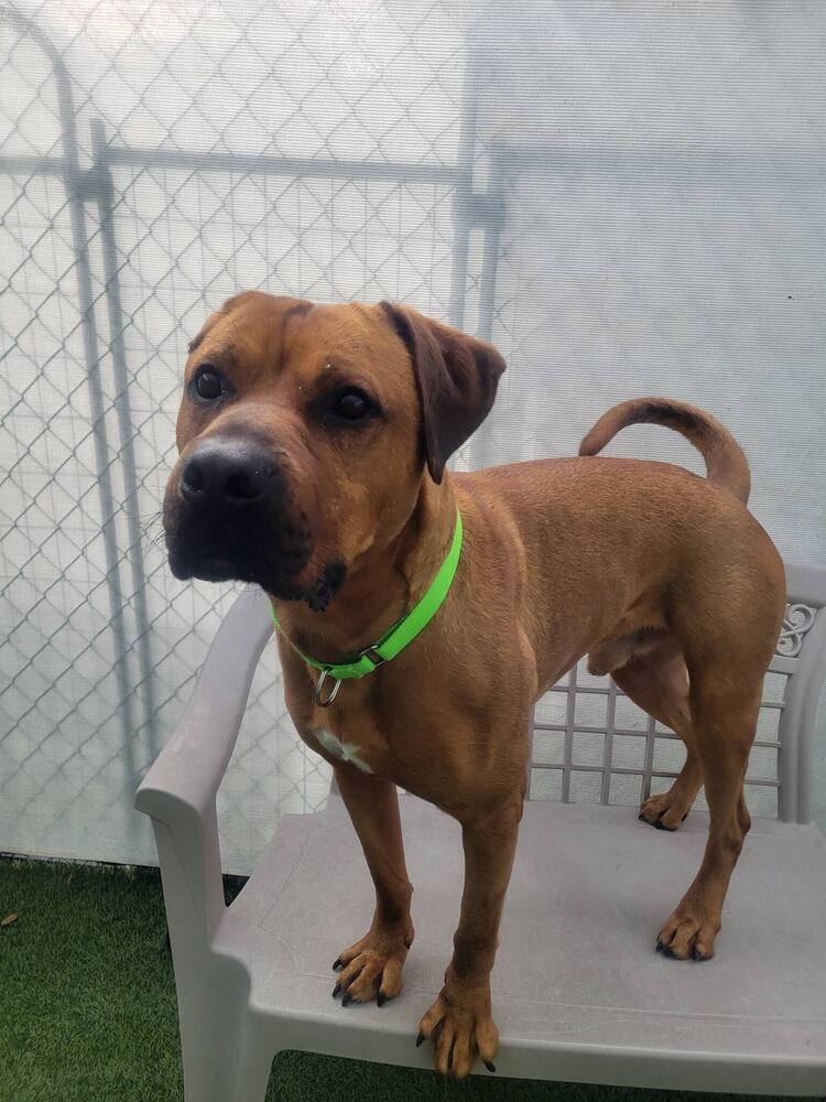 Hippo, an adoptable Bullmastiff in San Diego, CA, 92103 | Photo Image 3