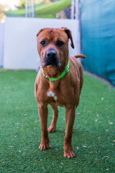 Hippo, an adoptable Bullmastiff in San Diego, CA, 92103 | Photo Image 4