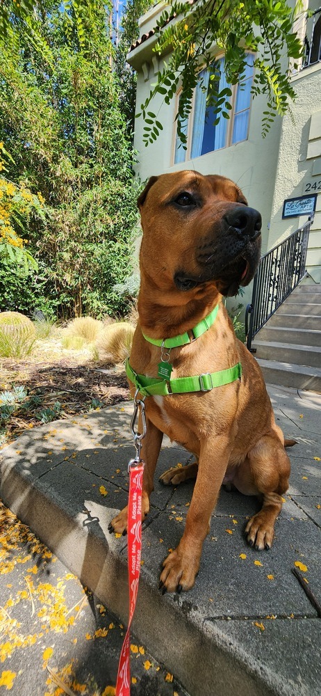 Hippo, an adoptable Bullmastiff in San Diego, CA, 92103 | Photo Image 5