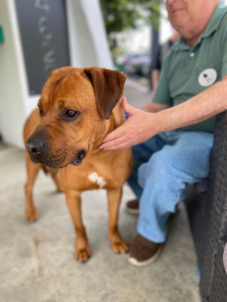 Hippo, an adoptable Bullmastiff in San Diego, CA, 92103 | Photo Image 6